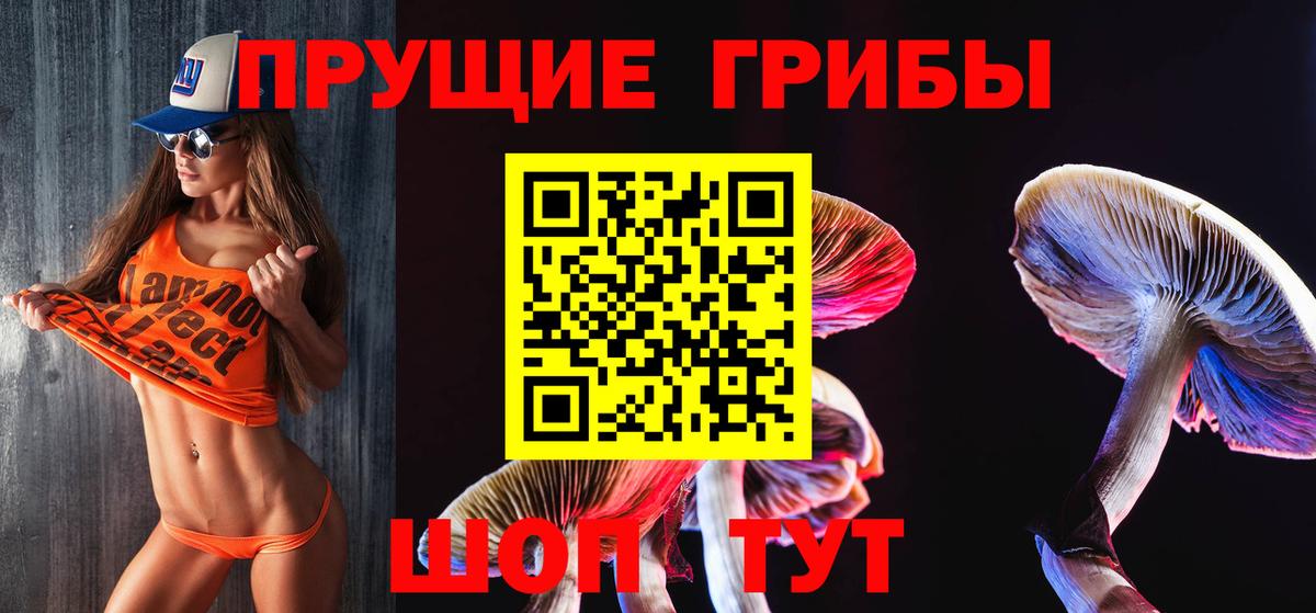 Камышин  Галлюциногенные грибы Psilocybine cubensis  Вход с VPN 